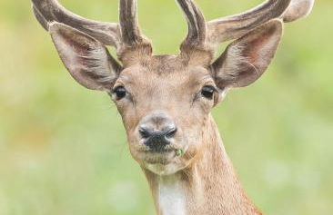 Casa di Anita - Foto 30