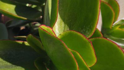 ZEN Minimal Luxury Housing Tyros - Foto 3, Garden