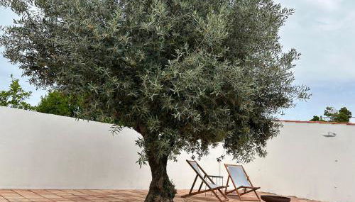 Villa Morena Saltwater Pool & Alentejo Charm - Foto 2