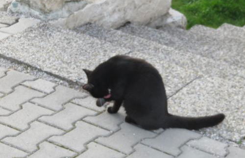 Ferienwohnungen Mooshäusl - Foto 27