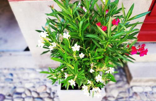 Les insolites de Champeix - Photo 18