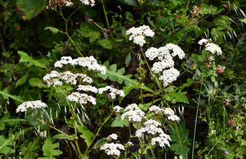 SABINOSA RURAL AREA Casa Benito - Foto 14