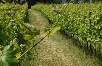 Castello Montesasso - Foto 21