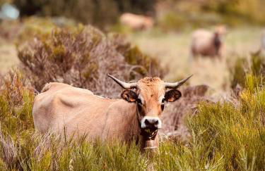 Chalet de charme pied des pistes - Photo 23