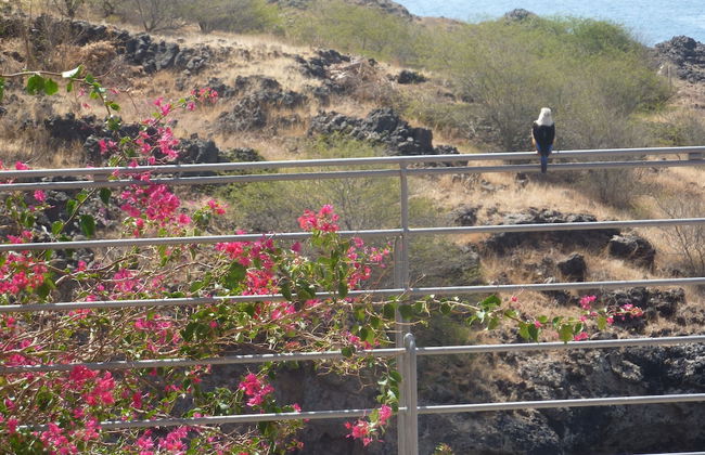 Villa Halcyon Cabo Verde Close to the Beach - Foto 9