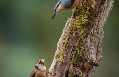 Coedmor Cottages - Foto 57