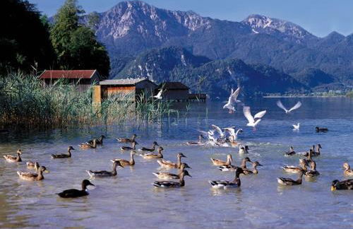 Ruhige Lage, Alpen & See Nähe - Foto 37