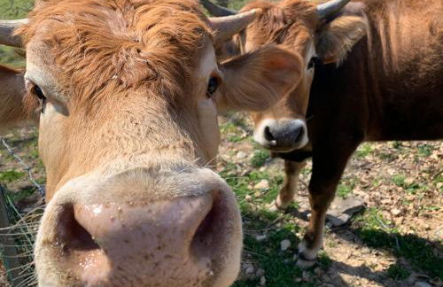 Podere I Massoni - Foto 19