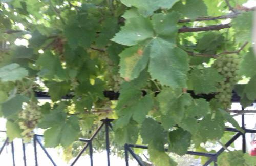 ΠΗΛΙΟ- ΤΟ ΕΞΟΧΙΚΟ ΤΗΣ ΑΝΝΑΣ- ΑΦΗΣΣΟΣ - Photo 21