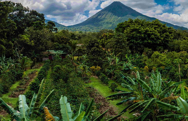Costa Rican Coffee & Chocolate Tour - Foto 8