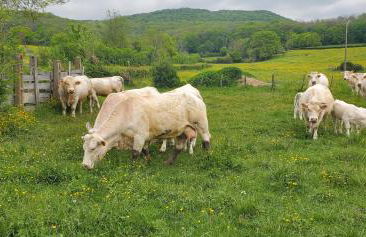 La Saugeraie - Foto 26