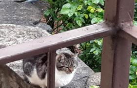 Appartamenti Raineri - Foto 23