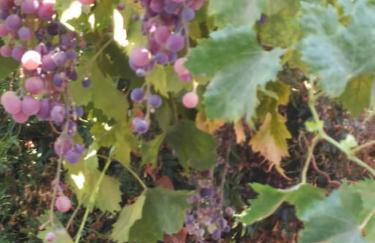 Casa do Sul - Foto 13