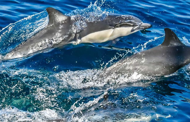 Avistamiento de cetáceos en el golfo de Tarento - Foto 1