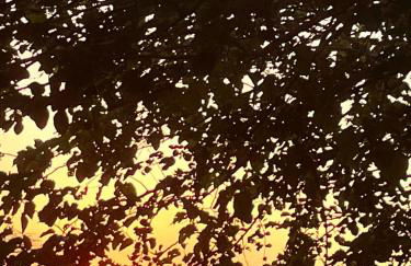 Giardino di Sicilia - Foto 17