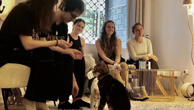 Bigotes y café: relájate y juega con adorables gatos - Foto 4, Las personas pueden interactuar con los gatitos y gatos.