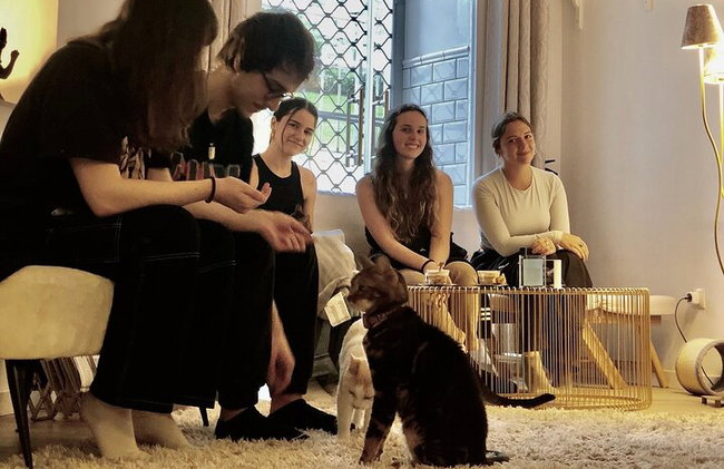 Bigotes y café: relájate y juega con adorables gatos - Foto 4