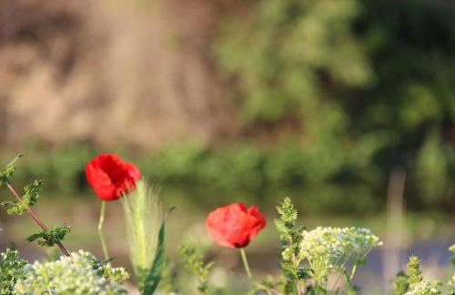 Casa del Riu - Foto 14