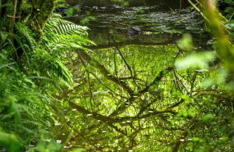 Puddleduck Valley - Dog Friendly - Foto 69