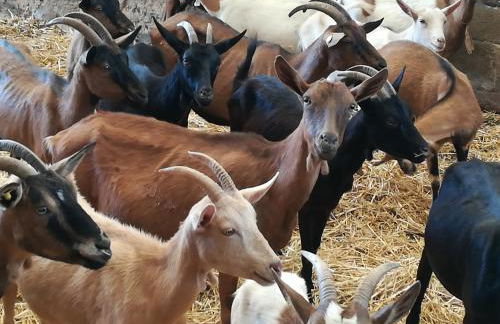 Agriturismo Torrevecchia - Foto 8