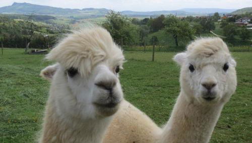 Alpaka-Ferien - Foto 2