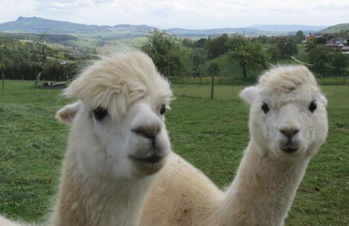 Alpaka-Ferien - Foto 2