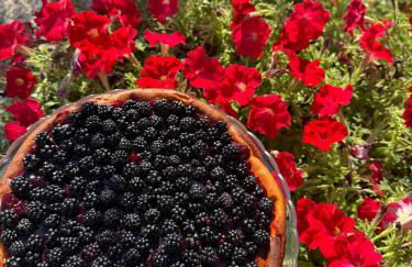 Agriturismo Percenna - Foto 4