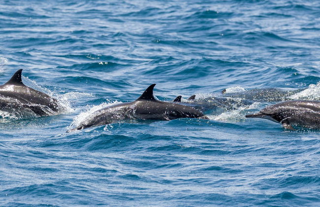 Avistamiento de delfines en Vilamoura - Foto 1