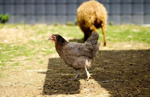 Gästehaus Kirchenbauerhof - Foto 40