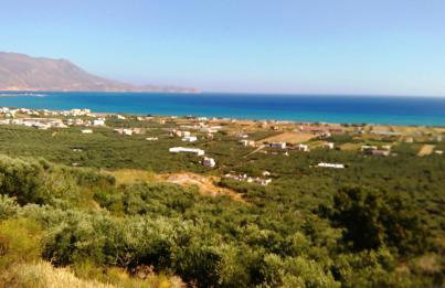 OLIVE BREEZE - Photo 1