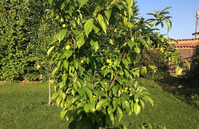 Corte Breda Agriturismo Bed & Breakfast - Foto 60