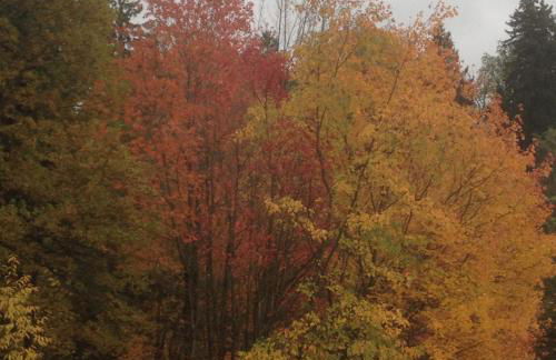 Ferienwohnung Pusteblume - Foto 17