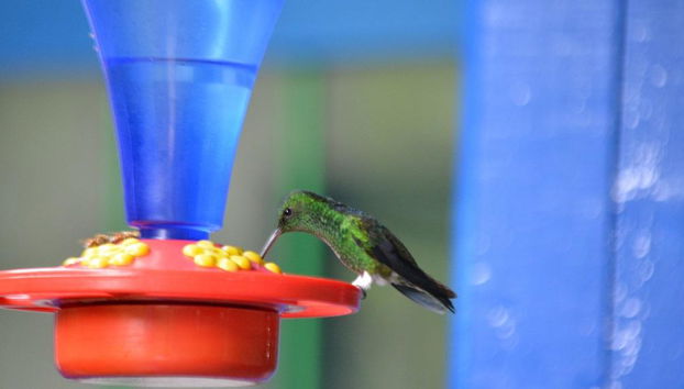 Quindíos Botanischer Garten - Halbtages-Tour - Foto 5