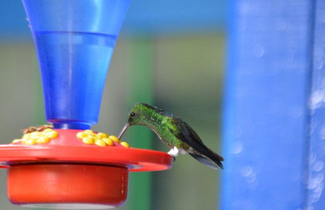 Quindíos Botanischer Garten - Halbtages-Tour - Foto 5