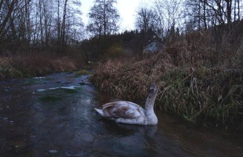 Wald-Apartment - Foto 31