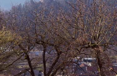 alexas forest hideaway - Foto 21