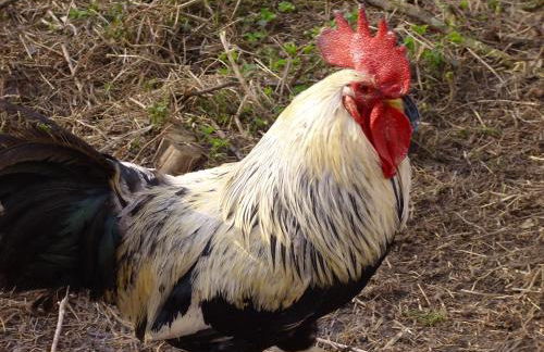 Willekes Blütenhof - Foto 22