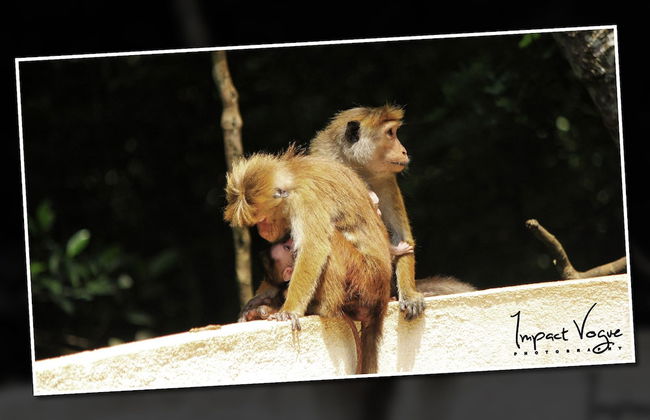 Kandy Holiday Residence - Foto 45