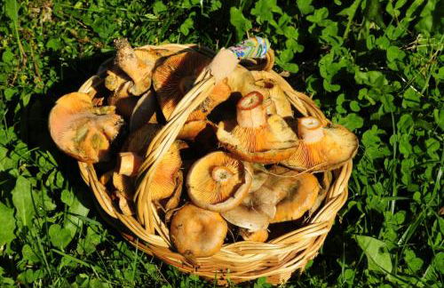 El Refugio de Aran Vielha Aparthotel - Foto 116