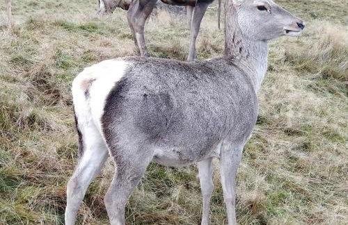 Cluny Mains - Foto 43