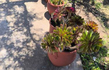 Araucaria studio Manis - Foto 22