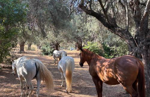 Olive Grove House - Foto 56