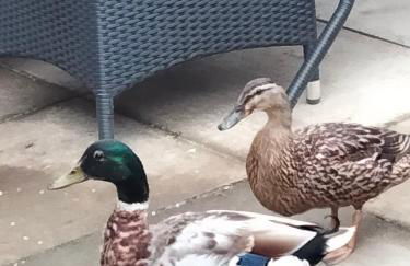 Ruthven House Holiday Cottages - Foto 9