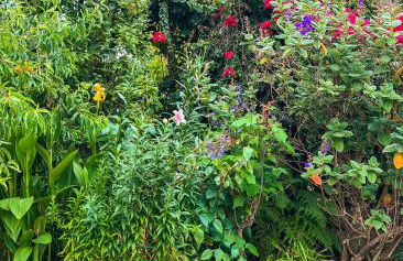 Canarian Cottage with terrace surrounded by garden - Alisios - Foto 24