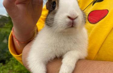 Fazenda Terra Bonita - Foto 11