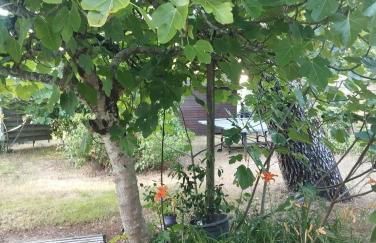 Pampounette - Foto 9