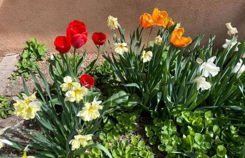 Rustic Log Cabin on Eco-Friendly Farm near Taos, New Mexico - Foto 52