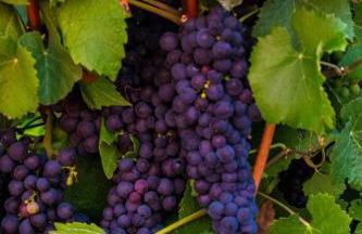 Villa in Seenahe Badesee Ehmetsklinge - Foto 36