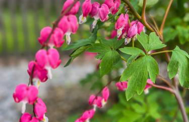 Ferienwohnung Santino - Foto 22