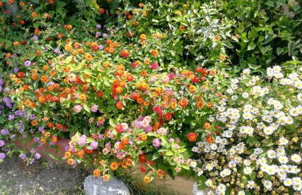 Il Melicucco - Foto 10